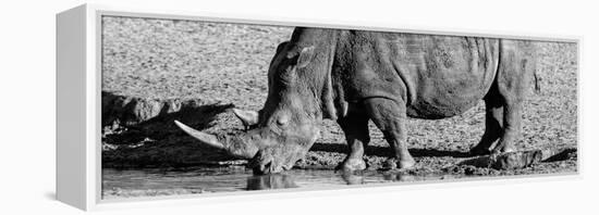 Awesome South Africa Collection Panoramic - Black Rhino B&W III-Philippe Hugonnard-Framed Premier Image Canvas