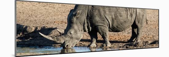 Awesome South Africa Collection Panoramic - Black Rhinoceros-Philippe Hugonnard-Mounted Photographic Print