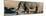 Awesome South Africa Collection Panoramic - Black Rhinoceros-Philippe Hugonnard-Mounted Photographic Print