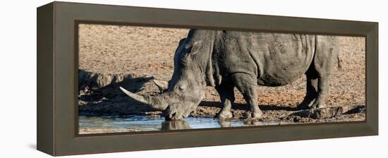 Awesome South Africa Collection Panoramic - Black Rhinoceros-Philippe Hugonnard-Framed Premier Image Canvas