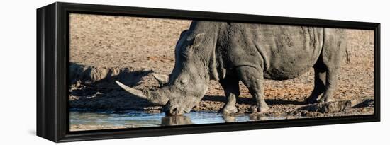 Awesome South Africa Collection Panoramic - Black Rhinoceros-Philippe Hugonnard-Framed Premier Image Canvas