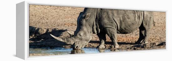 Awesome South Africa Collection Panoramic - Black Rhinoceros-Philippe Hugonnard-Framed Premier Image Canvas