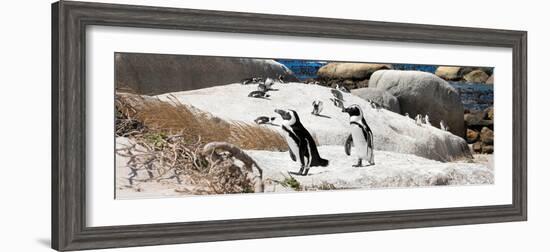 Awesome South Africa Collection Panoramic - Boulders Beach Penguins Colony III-Philippe Hugonnard-Framed Premium Photographic Print