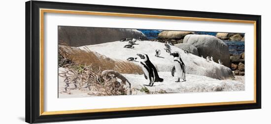 Awesome South Africa Collection Panoramic - Boulders Beach Penguins Colony III-Philippe Hugonnard-Framed Premium Photographic Print