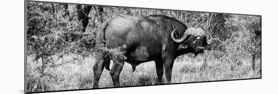 Awesome South Africa Collection Panoramic - Buffalo Bull B&W-Philippe Hugonnard-Mounted Photographic Print