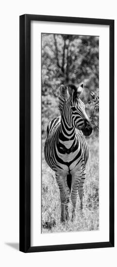 Awesome South Africa Collection Panoramic - Burchell's Zebra Portrait B&W-Philippe Hugonnard-Framed Photographic Print
