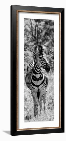 Awesome South Africa Collection Panoramic - Burchell's Zebra Portrait B&W-Philippe Hugonnard-Framed Photographic Print