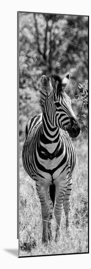 Awesome South Africa Collection Panoramic - Burchell's Zebra Portrait B&W-Philippe Hugonnard-Mounted Photographic Print