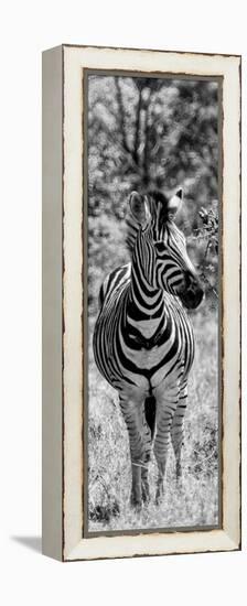 Awesome South Africa Collection Panoramic - Burchell's Zebra Portrait B&W-Philippe Hugonnard-Framed Premier Image Canvas