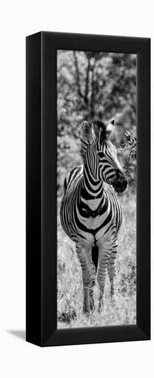 Awesome South Africa Collection Panoramic - Burchell's Zebra Portrait B&W-Philippe Hugonnard-Framed Premier Image Canvas