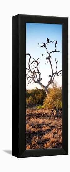 Awesome South Africa Collection Panoramic - Cape Vulture on a Tree at Sunrise-Philippe Hugonnard-Framed Premier Image Canvas