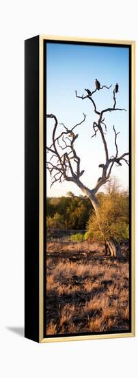 Awesome South Africa Collection Panoramic - Cape Vulture on a Tree at Sunrise-Philippe Hugonnard-Framed Premier Image Canvas