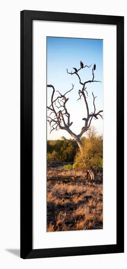 Awesome South Africa Collection Panoramic - Cape Vulture on a Tree at Sunrise-Philippe Hugonnard-Framed Photographic Print