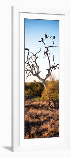 Awesome South Africa Collection Panoramic - Cape Vulture on a Tree at Sunrise-Philippe Hugonnard-Framed Photographic Print