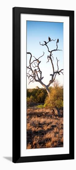 Awesome South Africa Collection Panoramic - Cape Vulture on a Tree at Sunrise-Philippe Hugonnard-Framed Photographic Print