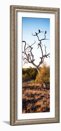 Awesome South Africa Collection Panoramic - Cape Vulture on a Tree at Sunrise-Philippe Hugonnard-Framed Photographic Print