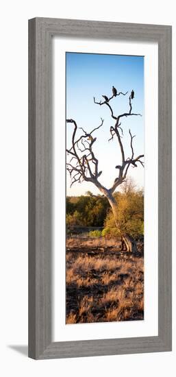 Awesome South Africa Collection Panoramic - Cape Vulture on a Tree at Sunrise-Philippe Hugonnard-Framed Photographic Print