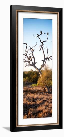 Awesome South Africa Collection Panoramic - Cape Vulture on a Tree at Sunrise-Philippe Hugonnard-Framed Photographic Print