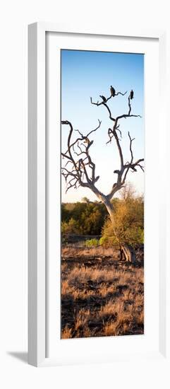 Awesome South Africa Collection Panoramic - Cape Vulture on a Tree at Sunrise-Philippe Hugonnard-Framed Photographic Print