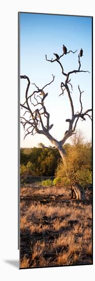 Awesome South Africa Collection Panoramic - Cape Vulture on a Tree at Sunrise-Philippe Hugonnard-Mounted Photographic Print