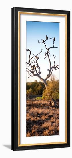 Awesome South Africa Collection Panoramic - Cape Vulture on a Tree at Sunrise-Philippe Hugonnard-Framed Photographic Print