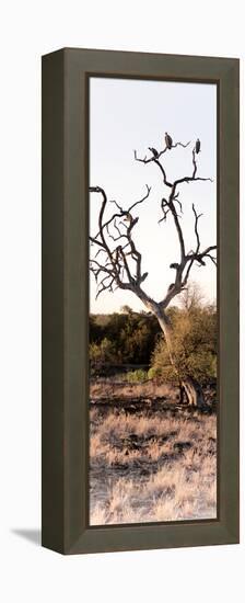 Awesome South Africa Collection Panoramic - Cape Vulture on a Tree-Philippe Hugonnard-Framed Premier Image Canvas