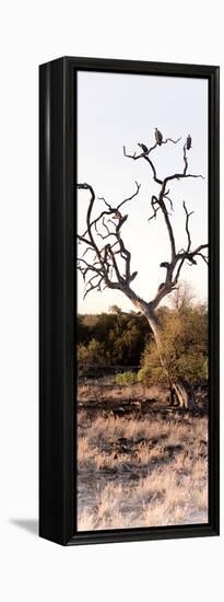 Awesome South Africa Collection Panoramic - Cape Vulture on a Tree-Philippe Hugonnard-Framed Premier Image Canvas