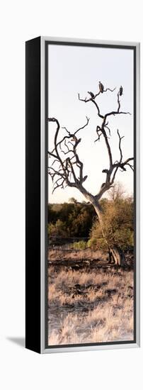 Awesome South Africa Collection Panoramic - Cape Vulture on a Tree-Philippe Hugonnard-Framed Premier Image Canvas