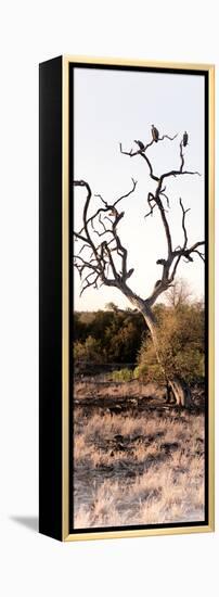 Awesome South Africa Collection Panoramic - Cape Vulture on a Tree-Philippe Hugonnard-Framed Premier Image Canvas