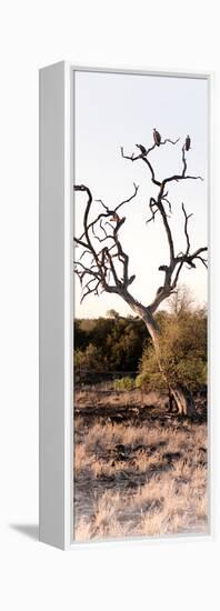 Awesome South Africa Collection Panoramic - Cape Vulture on a Tree-Philippe Hugonnard-Framed Premier Image Canvas