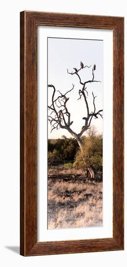 Awesome South Africa Collection Panoramic - Cape Vulture on a Tree-Philippe Hugonnard-Framed Photographic Print