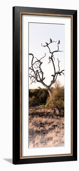 Awesome South Africa Collection Panoramic - Cape Vulture on a Tree-Philippe Hugonnard-Framed Photographic Print