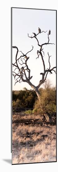 Awesome South Africa Collection Panoramic - Cape Vulture on a Tree-Philippe Hugonnard-Mounted Photographic Print
