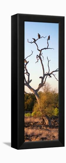 Awesome South Africa Collection Panoramic - Cape Vulture Tree at Sunset II-Philippe Hugonnard-Framed Premier Image Canvas