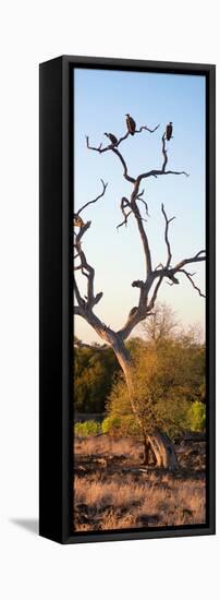 Awesome South Africa Collection Panoramic - Cape Vulture Tree at Sunset II-Philippe Hugonnard-Framed Premier Image Canvas