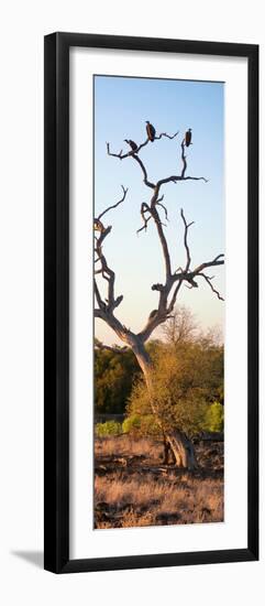 Awesome South Africa Collection Panoramic - Cape Vulture Tree at Sunset II-Philippe Hugonnard-Framed Photographic Print