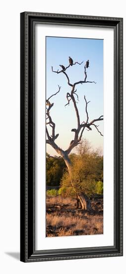 Awesome South Africa Collection Panoramic - Cape Vulture Tree at Sunset II-Philippe Hugonnard-Framed Photographic Print