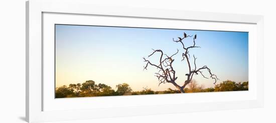 Awesome South Africa Collection Panoramic - Cape Vulture Tree at Sunset-Philippe Hugonnard-Framed Photographic Print