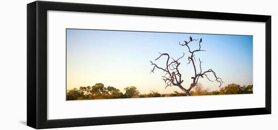 Awesome South Africa Collection Panoramic - Cape Vulture Tree at Sunset-Philippe Hugonnard-Framed Photographic Print