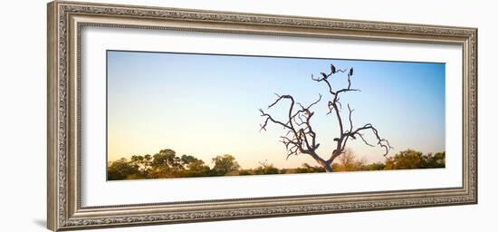 Awesome South Africa Collection Panoramic - Cape Vulture Tree at Sunset-Philippe Hugonnard-Framed Photographic Print