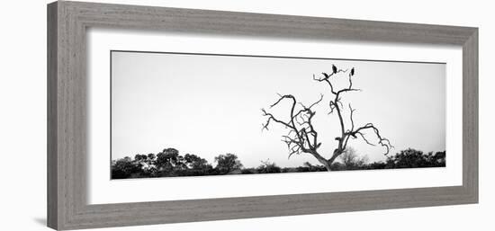 Awesome South Africa Collection Panoramic - Cape Vulture Tree B&W-Philippe Hugonnard-Framed Photographic Print