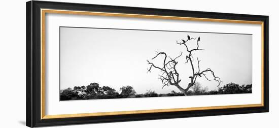Awesome South Africa Collection Panoramic - Cape Vulture Tree B&W-Philippe Hugonnard-Framed Photographic Print
