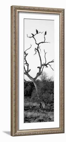 Awesome South Africa Collection Panoramic - Cape Vulture Tree II B&W-Philippe Hugonnard-Framed Photographic Print