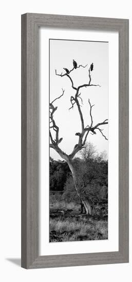 Awesome South Africa Collection Panoramic - Cape Vulture Tree II B&W-Philippe Hugonnard-Framed Photographic Print