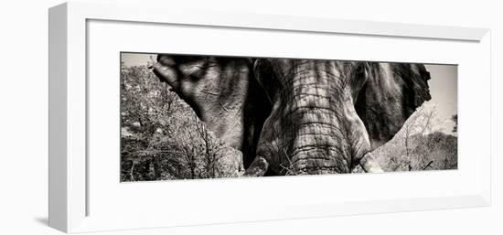 Awesome South Africa Collection Panoramic - Close-Up of Elephant II-Philippe Hugonnard-Framed Photographic Print