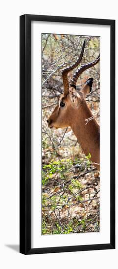 Awesome South Africa Collection Panoramic - Close-Up of Impala-Philippe Hugonnard-Framed Photographic Print