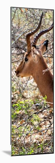 Awesome South Africa Collection Panoramic - Close-Up of Impala-Philippe Hugonnard-Mounted Photographic Print