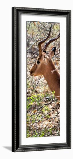 Awesome South Africa Collection Panoramic - Close-Up of Impala-Philippe Hugonnard-Framed Photographic Print