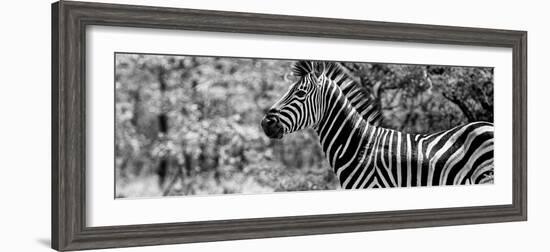 Awesome South Africa Collection Panoramic - Close-Up of Zebra B&W-Philippe Hugonnard-Framed Photographic Print