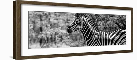 Awesome South Africa Collection Panoramic - Close-Up of Zebra B&W-Philippe Hugonnard-Framed Photographic Print